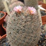 Escobaria chihuahuensis JL1498.jpg